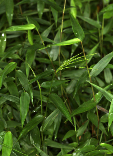 Bamboo-leaf browntop (Microstegium nudum)