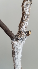 Pseudaulacaspis pentagona
