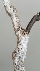 Pseudaulacaspis pentagona