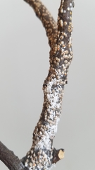 Pseudaulacaspis pentagona