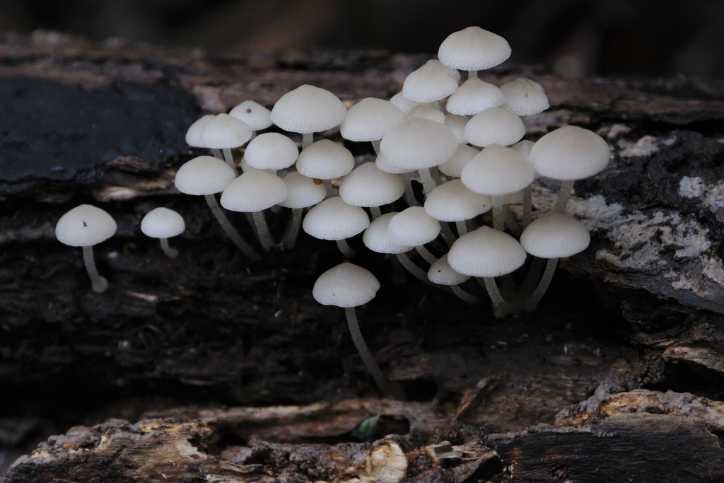Favolaschia manipularis · January 2026 · photo: © quirino (iNaturalist, cc-by)