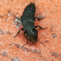 Platydracus scabrosus