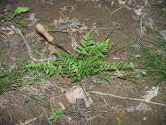 Athyrium asplenioides