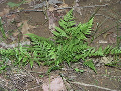 Athyrium asplenioides