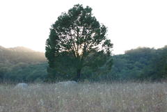 Pinus cembroides lagunae