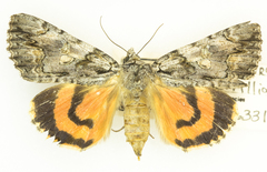 Catocala verrilliana