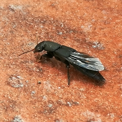 Platydracus scabrosus