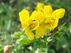 Chamaecrista greggii