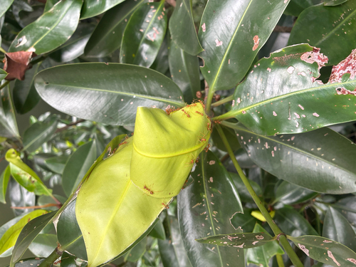 Oecophylla smaragdina