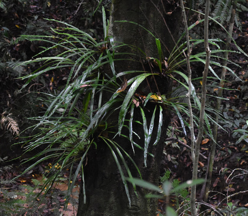 Asplenium simplicifrons observed 2025-11-16