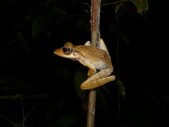 Polypedates colletti