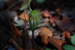 Pinus cembroides lagunae