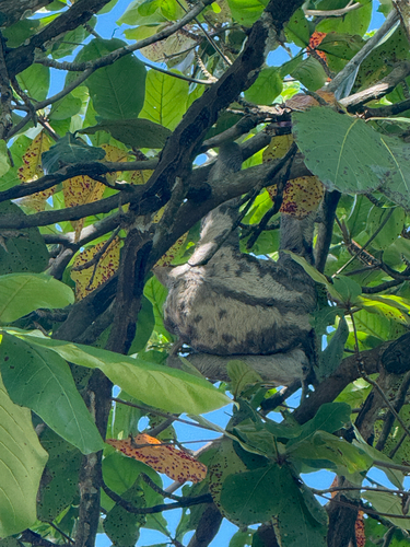 Brown-throated three-toed sloth