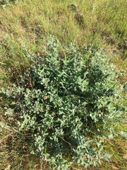 Eriogonum cinereum