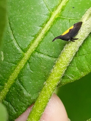 Enchenopa anseriformis