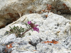 Erysimum pallasii