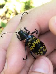 Poecilopeplus corallifer