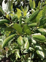 Aextoxicon punctatum