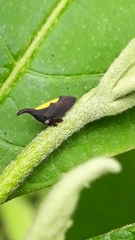 Enchenopa anseriformis