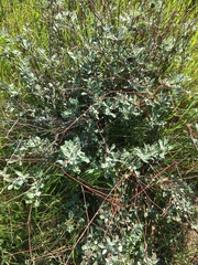 Eriogonum cinereum