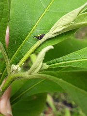 Enchenopa anseriformis