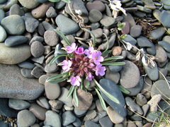 Erysimum pallasii