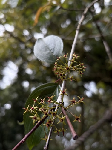 Rhamnus nakaharae observed 2026-02-04