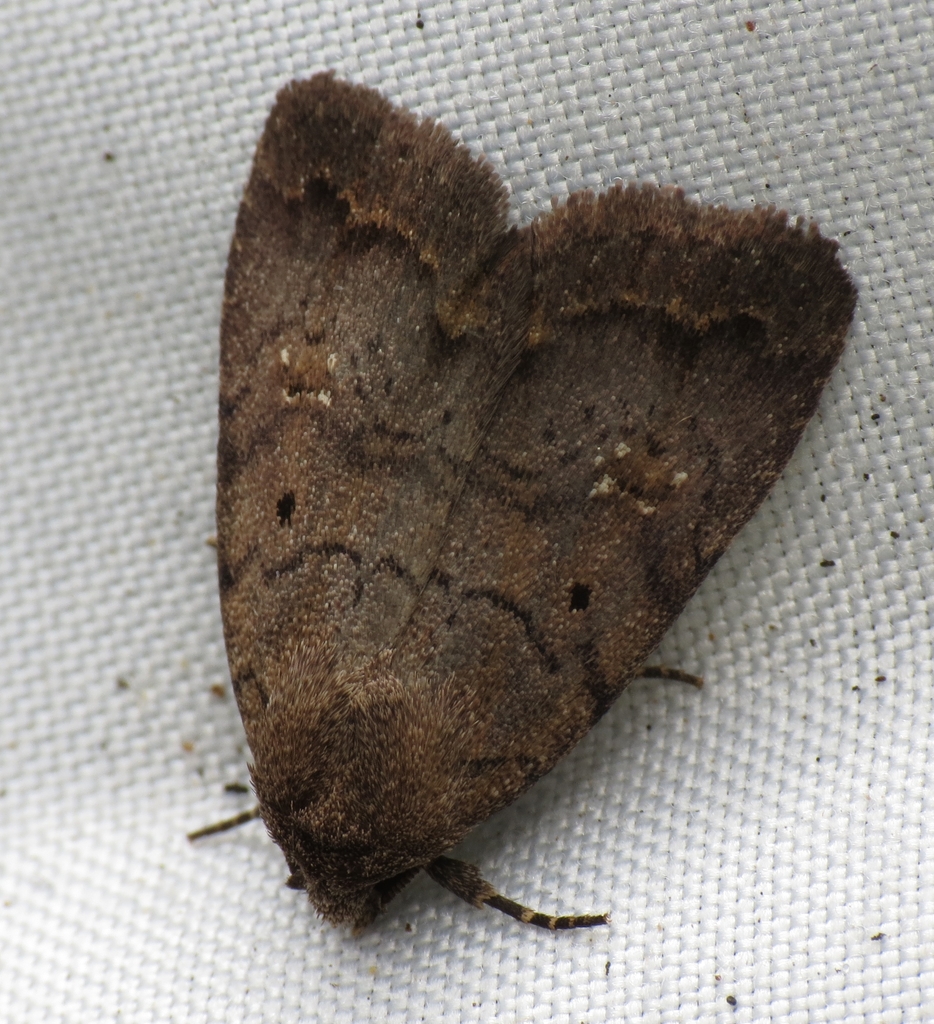 Athetiina