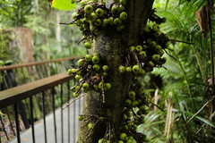 Ficus congesta, photograph (c) quirino, some rights reserved (CC BY)