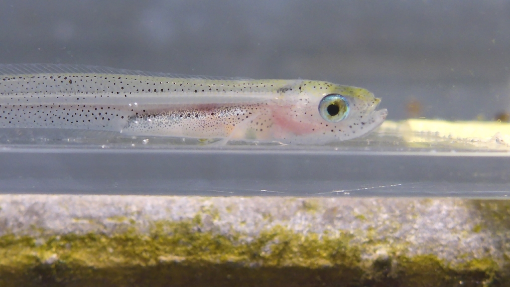 Dwarf wrymouth (Cryptacanthodes aleutensis) — Cryptacanthodidae