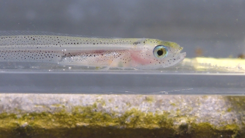 Dwarf wrymouth (Cryptacanthodes aleutensis) — Cryptacanthodidae