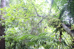 Ficus congesta, photograph (c) quirino, some rights reserved (CC BY)