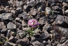 Erysimum pallasii