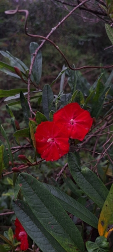 Ipomoea cavalcantei