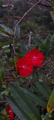 Ipomoea cavalcantei