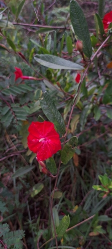 Ipomoea cavalcantei, photograph 1