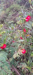 Ipomoea cavalcantei, photograph Marcio Santos Ferreira, CC BY, iNaturalist via GBIF
