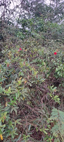 Ipomoea cavalcantei, photograph 3