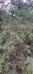 Ipomoea cavalcantei, photograph Marcio Santos Ferreira, CC BY, iNaturalist via GBIF