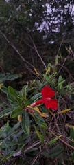 Ipomoea cavalcantei, photograph Marcio Santos Ferreira, CC BY, iNaturalist via GBIF