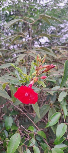 Ipomoea cavalcantei, photograph 5
