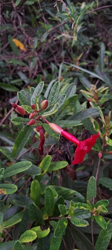Ipomoea cavalcantei, photograph 6