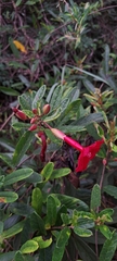 Ipomoea cavalcantei, photograph Marcio Santos Ferreira, CC BY, iNaturalist via GBIF
