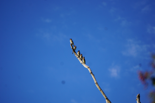 iNaturalist observation photo of Cedar Waxwing