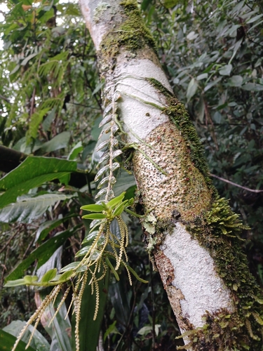 Fairy bentspur orchid (Campylocentrum micranthum)