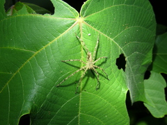 Heteropoda boiei