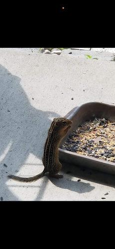 Thirteen-lined Ground Squirrel observed by harmony_marler1618