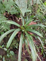 Guzmania patula, photograph (c) Samuel Peláez Vélez, some rights reserved (CC BY)