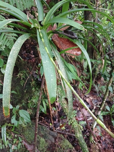 Guzmania patula, photograph 2