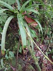 Guzmania patula, photograph (c) Samuel Peláez Vélez, some rights reserved (CC BY)